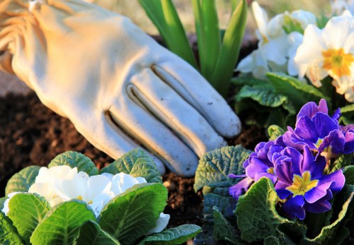 Gardener preparing plants in a community Kenton garden