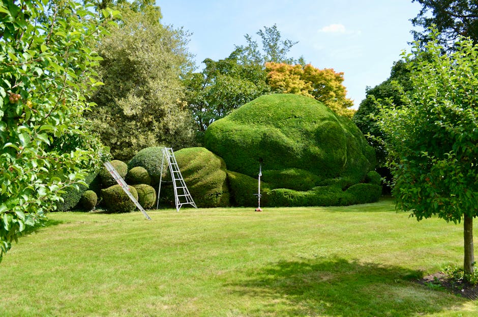 A well-maintained garden with neatly trimmed shrubbery and lawn. In the center, there is a large, rounded bush with lush green foliage, surrounded by smaller, carefully shaped bushes and trees. The gr