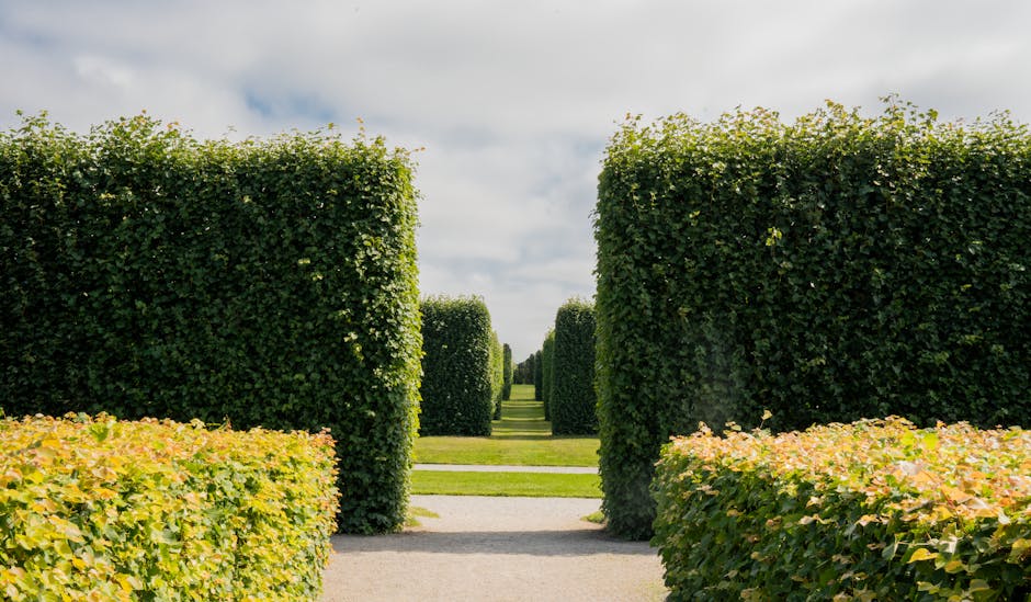 A well-maintained garden with neatly trimmed shrubbery and lawn. In the center, there is a large, rounded bush with lush green foliage, surrounded by smaller, carefully shaped bushes and trees. The gr